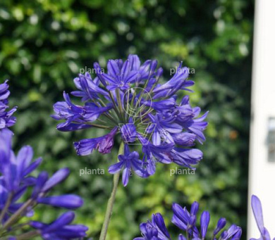 Agapanthus 'Brilliant Blue'