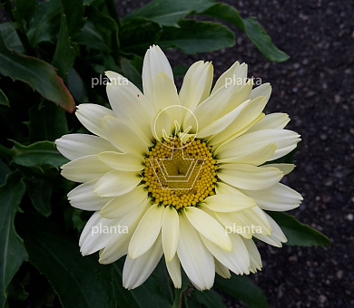Leucanthemum (S) 'Banana Cream' 