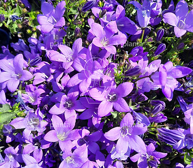 Campanula portenschlagiana 'Catharina'