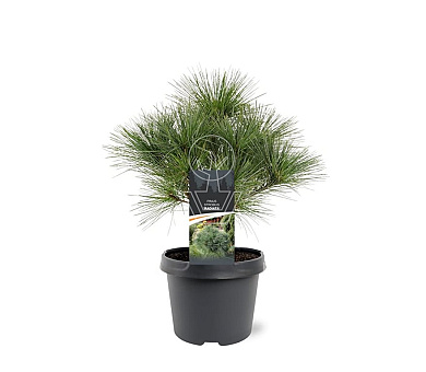 25 tot 30 cm hoog, pot 3 liter