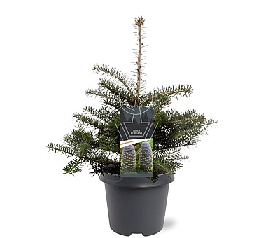 30 tot 40 cm hoog, pot 5 liter