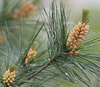 Pinus strobus