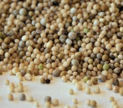 Sempergreen Sedum Conditioner (NPK = 16-0-20)