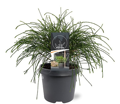 30 tot 40 cm hoog, pot 5 liter