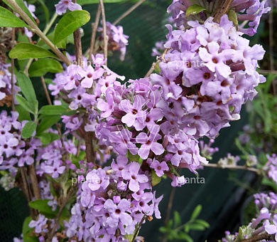 Buddleja alternifolia