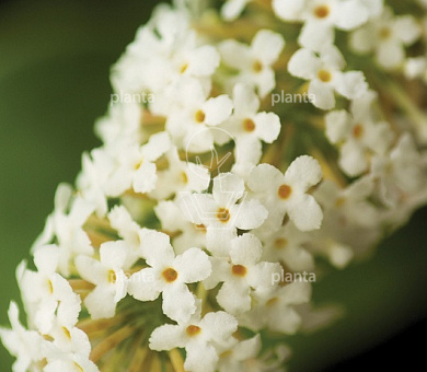 Buddleja davidii Buzz 'Ivory'