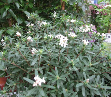Daphne transatlantica 'Eternal Fragrance'