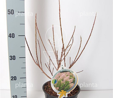 30 tot 40 cm hoog, pot 3 liter