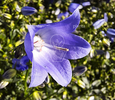 Campanula 'Spring Bell Blue'