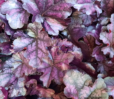 Heuchera 'Mulberry'