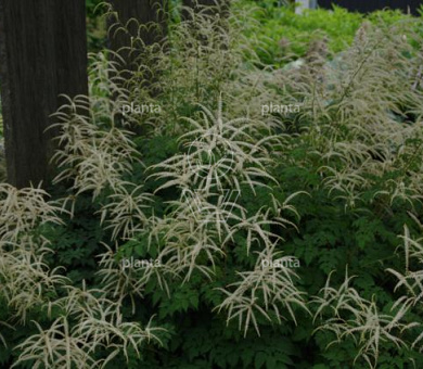 Aruncus horatio