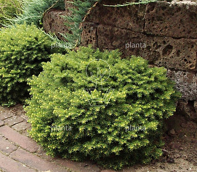Picea abies 'Little Gem'