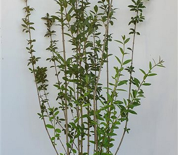 125 tot 150 cm hoog, pot 4 liter
