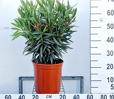 80 tot 100 cm hoog, pot 10 liter