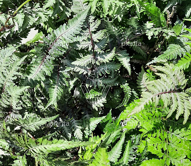 Athyrium nipponicum 'Red Beauty'