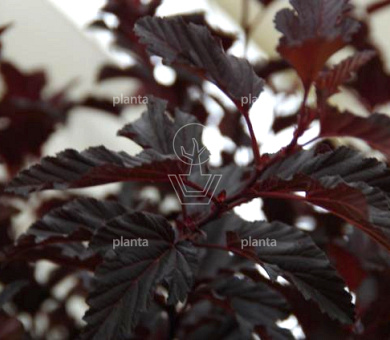 Physocarpus opulifolius 'All Black'