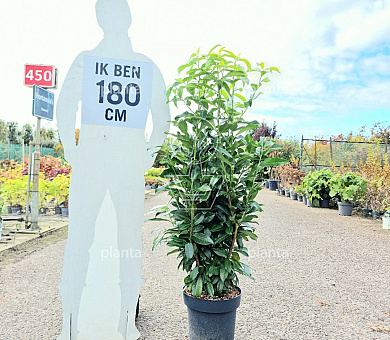 100 tot 125 cm hoog, pot 12 liter