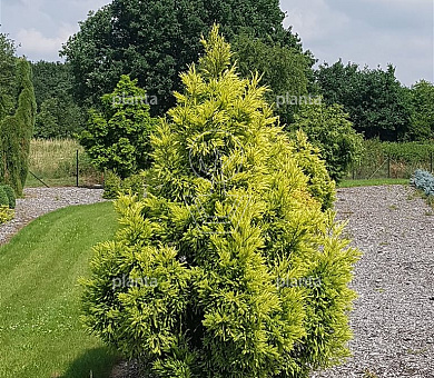 Cryptomeria japonica 'Sekkan'