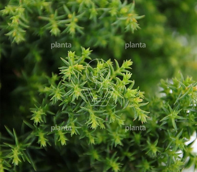 Cryptomeria japonica 'Yokohama'