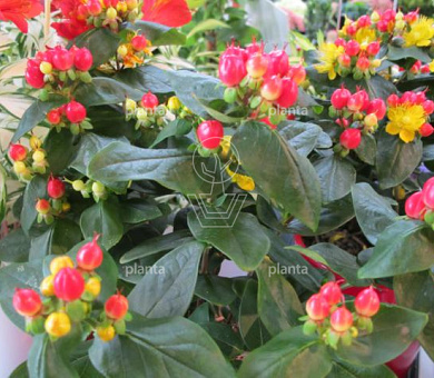 Hypericum 'Miracle Attraction'