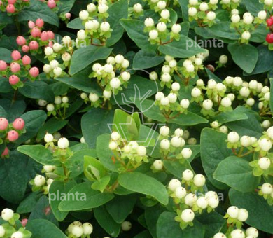 Hypericum 'Miracle Blizz'