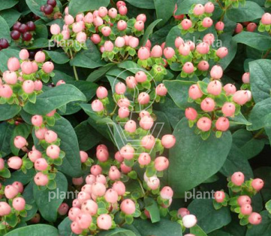 Hypericum 'Miracle Blossom'