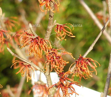 Hamamelis intermedia 'Jelena'