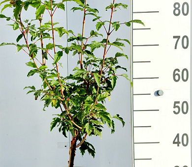 80 tot 100 cm hoog, pot 12 liter