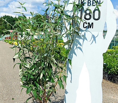 125 tot 150 cm hoog, pot 20 liter