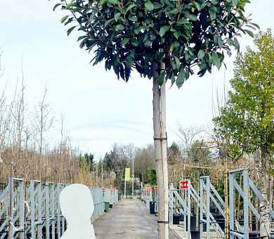 hoogstamboom, stamomtrek 12-14 cm, in pot