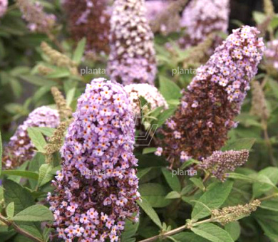 Buddleja davidii 'Lilla Sweetheart'