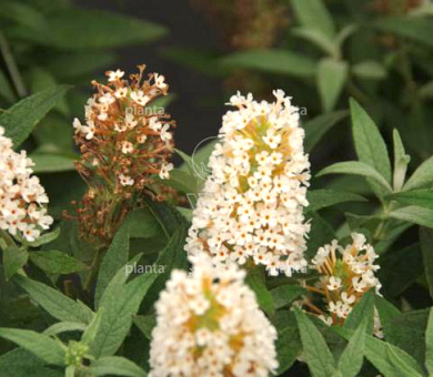 Buddleja davidii 'Little White'