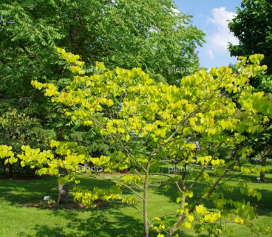 Cercis canadensis 'Hearts of Gold'