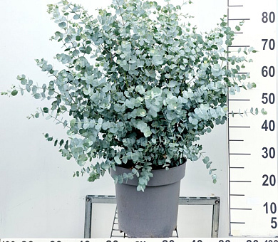 80 tot 100 cm hoog, pot 12 liter