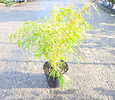 60 tot 80 cm hoog, pot 7.5 liter