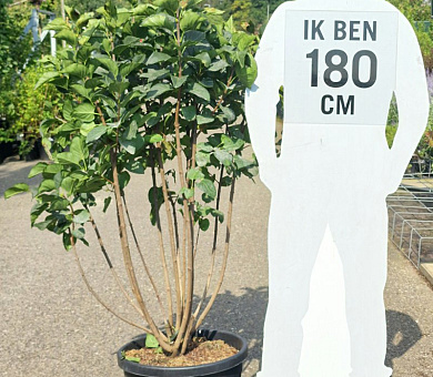 125 tot 150 cm hoog, pot 35 liter