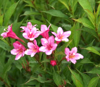 Weigela 'Picobello Rosa'