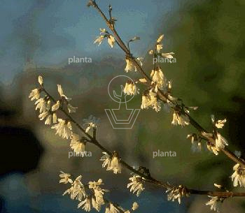 Abeliophyllum distichum