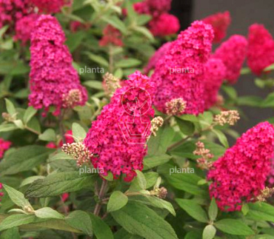 Buddleja davidii 'Little Ruby'