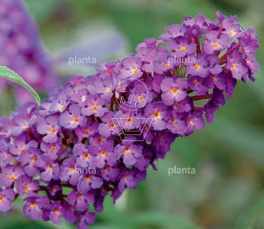 Buddleja davidii Buzz 'Pink Purple'