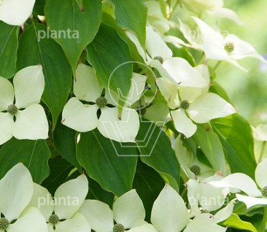 Cornus kousa 'Schmetterling'