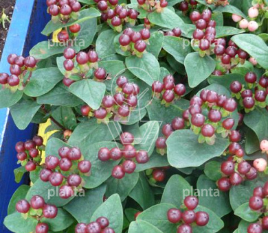 Hypericum 'Miracle Marvel'