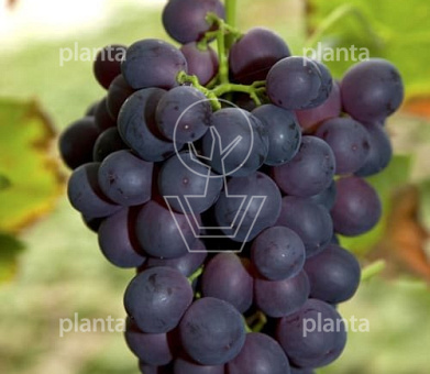 Vitis 'Zilga'