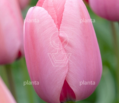 Tulipa 'Pink Impression'