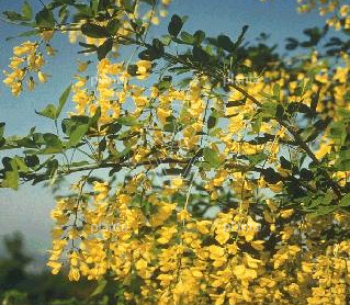 Laburnum anagyroides