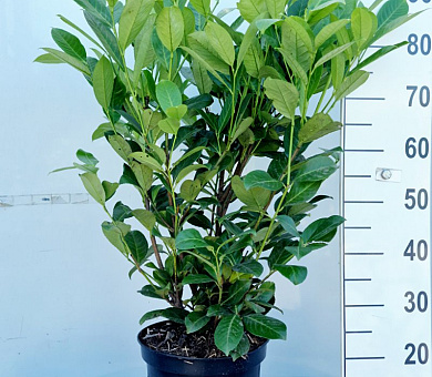 80 tot 100 cm hoog, pot 10 liter