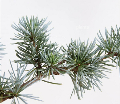 Cedrus libani 'Glauca'