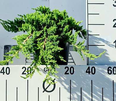 40 tot 50 cm hoog, pot 5 liter
