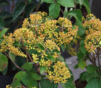 Viburnum dilatatum 'Michael Dodge'