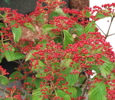 Viburnum dilatatum 'Sealing Wax'